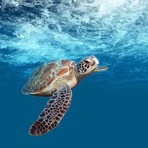  Hébergement de vacances Mabouya Avec Piscine Guadeloupe
